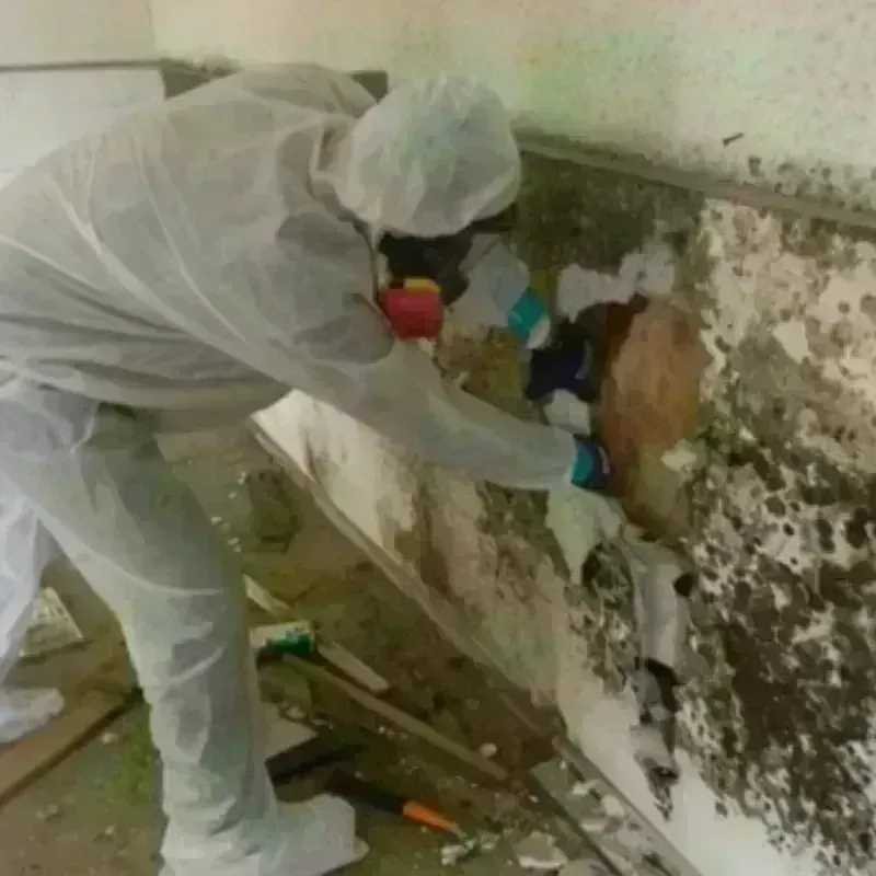 Mold Remediation and Removal in Woodbranch, TX